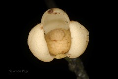 Phaeanthus malabaricus